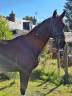 Gelding Selle Français For sale 2015 Dark Bay