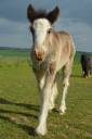 Filly Tinker For sale 2025 Black