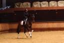 Mare Hanoverian For sale 2016 Dark Bay