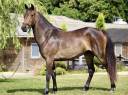 Mare French Saddle Pony For sale 2021 Dark Bay