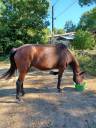 Broodmare French Trotter For sale 2009 Dark Bay