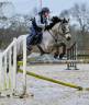 Gelding Connemara For sale 2014 Buckskin