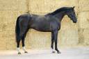 Entire Zangersheide For sale 2022 Black