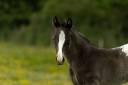 Colt Appaloosa For sale 2025 Black
