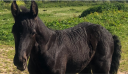 Colt Friesian For sale 2025 Black