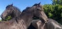Filly Friesian For sale 2024 Black