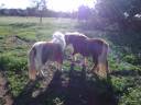 Mare Shetland Pony For sale 2004 Chesnut