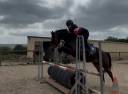 Gelding Origin Recorded For sale 2020 Dark Bay