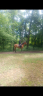 Mare No Origin Recorded For sale 2020 Buckskin