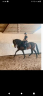 Stallion PRE Pure Spanish Bred For sale 2016 Dark Bay