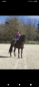 Stallion PRE Pure Spanish Bred For sale 2016 Dark Bay