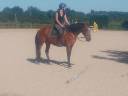 Mare No Origin Recorded For sale 2020 Bay
