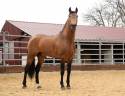 Gelding PRE Pure Spanish Bred For sale 2015 Buckskin