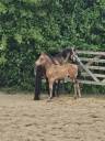 Colt French Saddle Pony For sale 2025 Buckskin