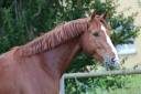 Gelding Selle Français For sale 2022 Chesnut