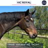Gelding AQPS For sale 2009 Bay