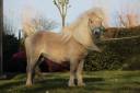 Stallion Shetland Pony For sale 2022 Other color