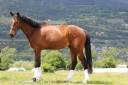 Gelding Selle Français For sale 2020 Bay