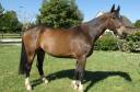 Gelding Selle Français For sale 2019 Dark Bay