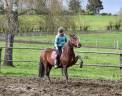 Mare PRE Pure Spanish Bred For sale 2020 Bay