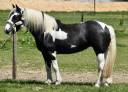 Mare No Origin Recorded For sale 2020 Coloured