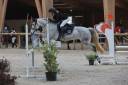 Mare French Saddle Pony For entrust 2013 Grey
