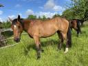 Mare Origin Recorded For sale 2020 Bay