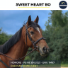 Gelding Thoroughbred For sale 2021 Bay
