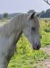Colt Other Pony Breed For sale 2024 Perlino