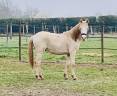 Colt Other Pony Breed For sale 2024 Perlino