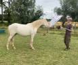 Gelding Other Pony Breed For sale 2024 Perlino
