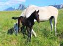 Colt Cheval de Selle Italien For sale 2025 Dark Bay