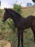 Colt Cheval de Selle Italien For sale 2025 Dark Bay