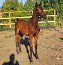 Colt Cheval de Selle Italien For sale 2025 Dark Bay