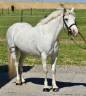 Mare No Origin Recorded For sale 2014 Grey