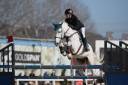 Gelding Cheval de Selle Italien For sale 2014 Grey