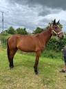 Broodmare French Trotter For sale 2014 Bay
