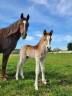 Gelding French Saddle Pony For sale 2024 Chesnut