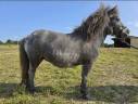 Mare Shetland Pony For sale 2022 Grey