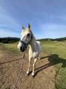 Gelding French Saddle Pony For sale 2009 Grey