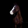 Mare Selle Français For sale 2017 Liver chestnut