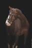 Mare Selle Fran&ccedil;ais For sale 2017 Liver chestnut