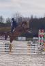Gelding Selle Français For sale 2024 Bay