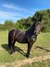 Gelding Other Horse Breed For sale 2006 Black