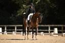 Gelding Hanoverian For sale 2015 Dark Bay