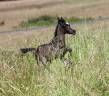 Colt Arabian For sale 2025 Black