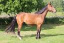 Gelding Selle Français For sale 2021 Bay