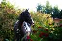 Gelding Selle Français For sale 2021 Black