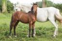 Gelding PRE Pure Spanish Bred For sale 2023 Bay
