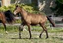 Filly CDF - French Dressage Horse For sale 2024 Dun